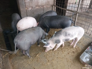 porci de vânzare de 70 kg. - imagine 2