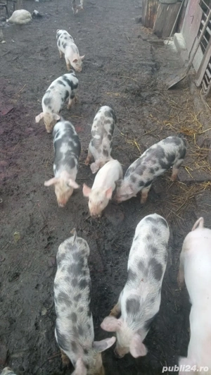 de vinzare 3 scrofite