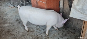 Porci grasuni  70-100kg - imagine 2
