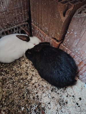 iepuri de vinzare  - imagine 3