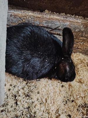 iepuri de vinzare  - imagine 2