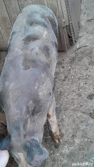 Porc de vanzare - imagine 2