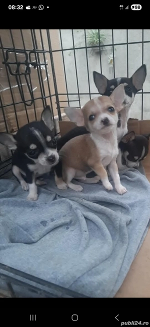 catei chihuahua - imagine 2