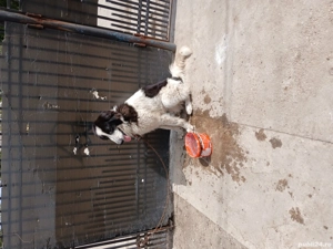 Mascul de bucovina vârstă 2jumate