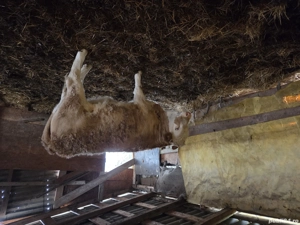 Vaca cu vitica de vanzare  - imagine 3