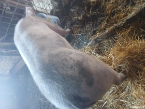 Purcea pietreană pentru toate buzunarele  - imagine 2