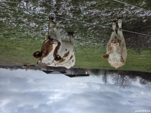 Vaca cu vitica de vanzare 