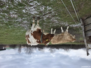 Vaca cu vitica de vanzare  - imagine 4