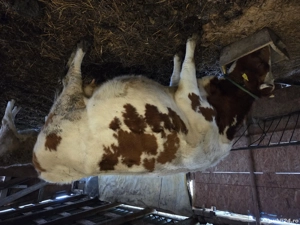 Vaca cu vitica de vanzare  - imagine 2