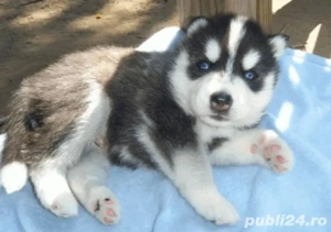 Husky Siberian cu pedigree 
