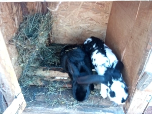 Iepuri de vinzare - imagine 4