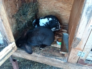 Iepuri de vinzare - imagine 3