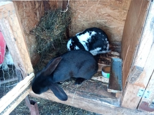 Iepuri de vinzare - imagine 2