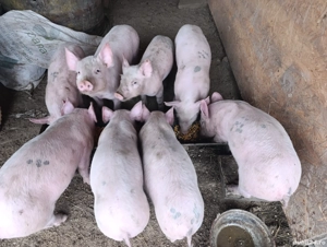 Vând purcei 2 luni jumate  - imagine 2