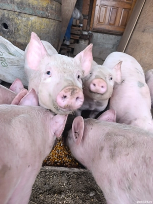 Vând purcei 2 luni jumate  - imagine 4