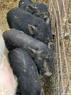 vier si purcei vietnamezi  - imagine 2