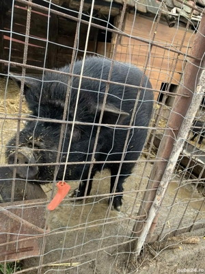 vier si purcei vietnamezi  - imagine 3