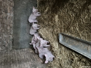 Purcelusi de vanzare, Crasna, Gorj - imagine 4