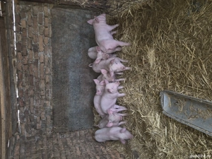 Purcelusi de vanzare, Crasna, Gorj - imagine 3