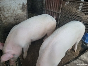 Vand porcii,Marele alb! - imagine 2