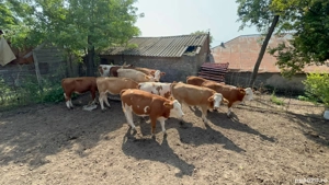 De vanzare juninci   vitele gestante - imagine 4