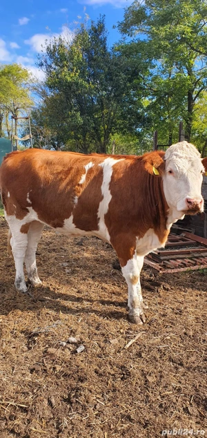 De vanzare juninci   vitele gestante - imagine 2