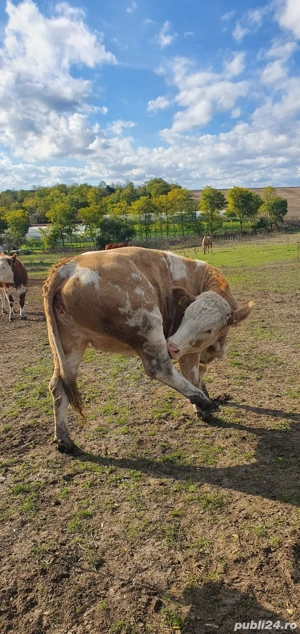 De vanzare juninci   vitele gestante - imagine 3
