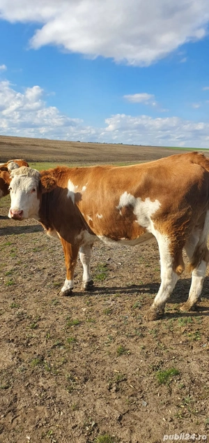 De vanzare juninci   vitele gestante - imagine 5