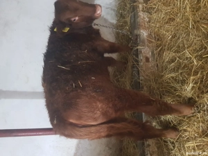 Vand vitea angus red de 4 luni ,190kg