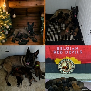 Ciobănesc belgian malinois cu certificat pedigree  - imagine 2