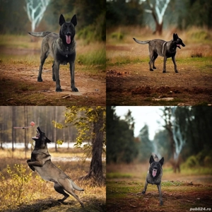 Ciobănesc belgian malinois cu certificat pedigree  - imagine 5