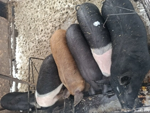 Porci de vânzare  - imagine 4