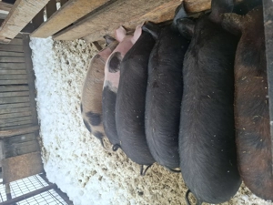 Porci de vânzare  - imagine 2