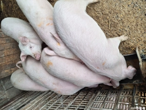 purcei de vânzare  - imagine 3