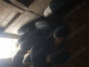 Vand purcei  si grasuni bazna   - imagine 3