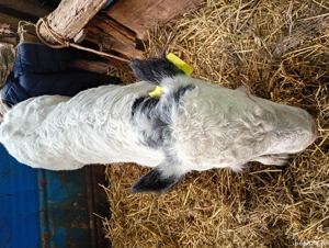 vând vitel - imagine 4