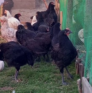 Brahma Gold Laced, Australorp negru - imagine 4