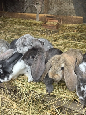 Pui de iepure berbec german 