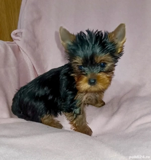 Yorkshire terrier talie mica  - imagine 4
