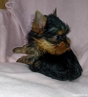 Yorkshire terrier talie mica  - imagine 3