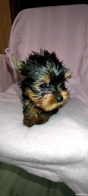 Yorkshire terrier talie mica  - imagine 2