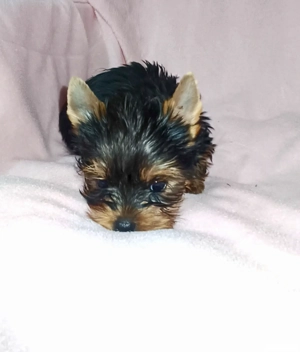 Yorkshire terrier talie mica 