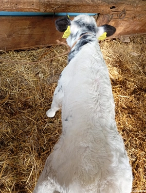 vând vitel - imagine 2