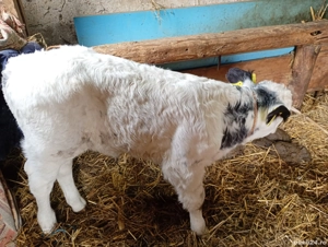 vând vitel - imagine 3