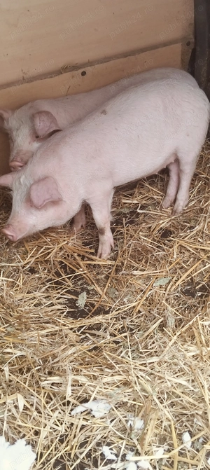 Purcei de 9-11 săptămâni 