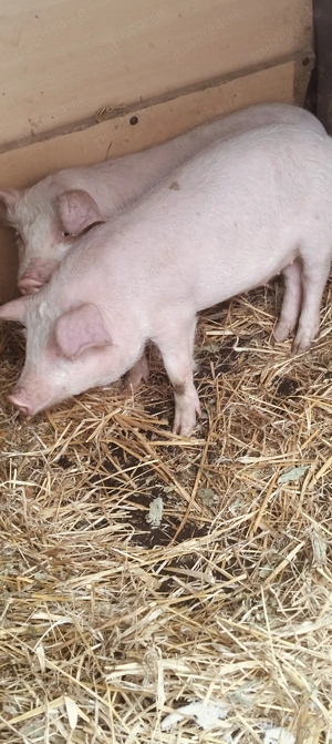 Purcei de 9-11 săptămâni