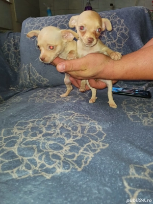 chihuahua