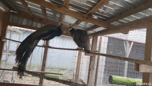 Pereche matura pauni - imagine 5