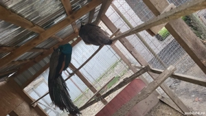 Pereche matura pauni - imagine 4