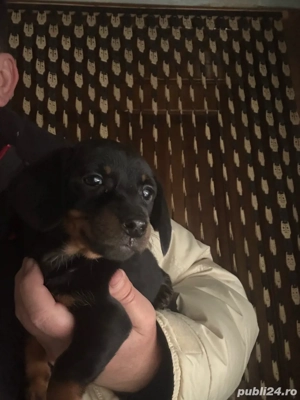 Teckel Fetita vaccinata - imagine 4